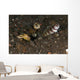 Goby with Commensal Blind Wall Decal Design 2