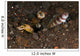Goby with Commensal Blind Wall Decal Design 2