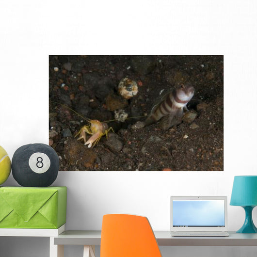 Goby with Commensal Blind Wall Decal Design 1
