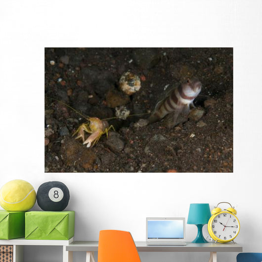Goby with Commensal Blind Wall Decal Design 1