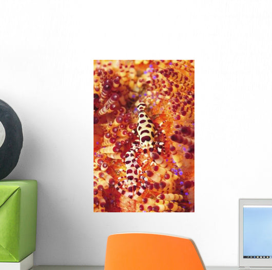 Pair Coleman Shrimp Red Wall Decal