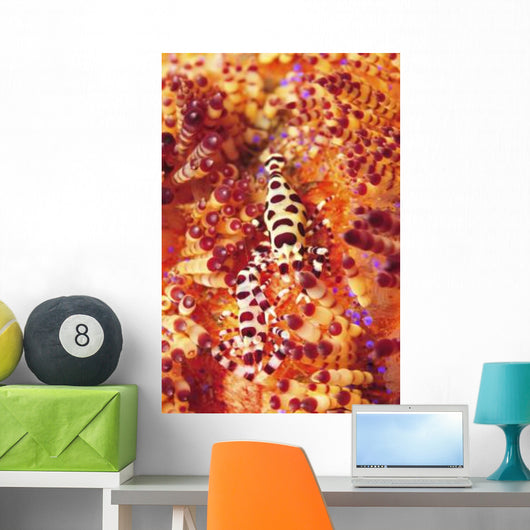 Pair Coleman Shrimp Red Wall Decal