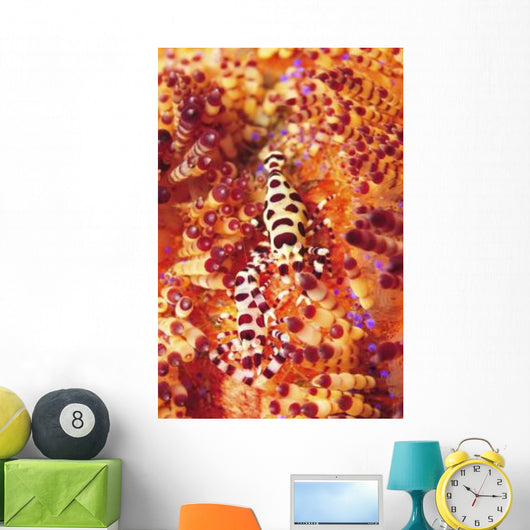 Pair Coleman Shrimp Red Wall Decal