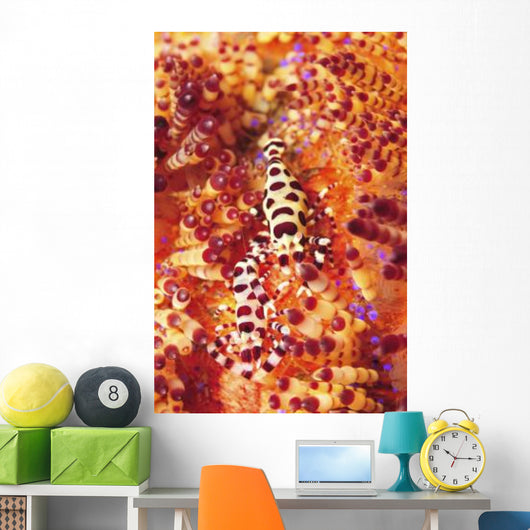 Pair Coleman Shrimp Red Wall Decal