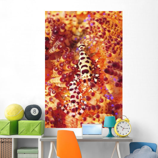 Pair Coleman Shrimp Red Wall Decal