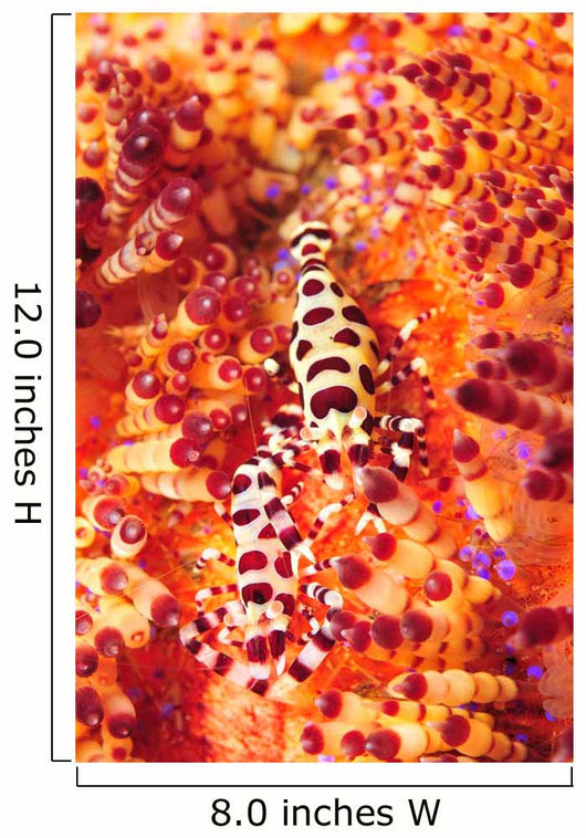 Pair Coleman Shrimp Red Wall Decal