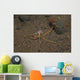 Juvenile Mimic Octopus Bali Wall Decal