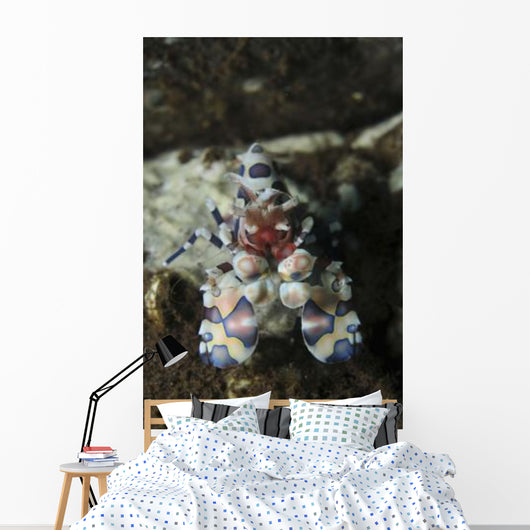 Blue Spotted Harlequin Shrimp Wall Decal