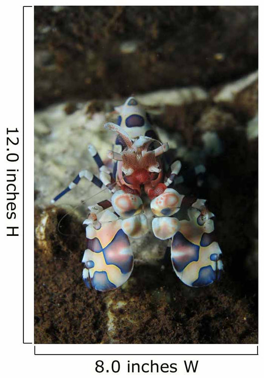 Blue Spotted Harlequin Shrimp Wall Decal