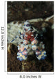 Blue Spotted Harlequin Shrimp Wall Decal