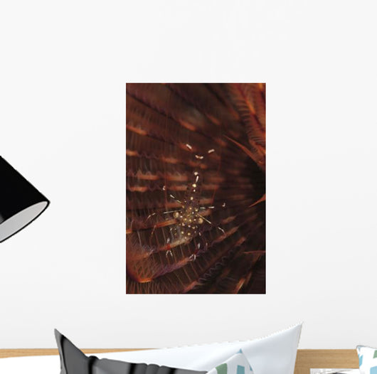Transparent Shrimp Brown Feather Wall Decal