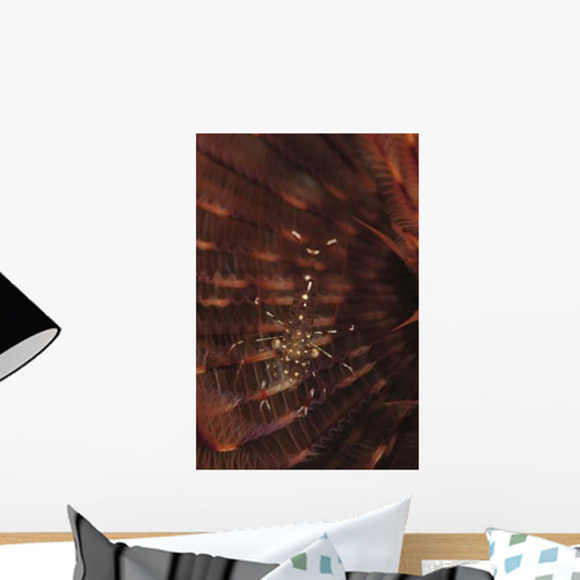 Transparent Shrimp Brown Feather Wall Decal
