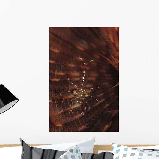 Transparent Shrimp Brown Feather Wall Decal