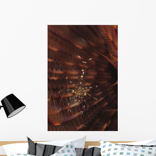 Transparent Shrimp Brown Feather Wall Decal