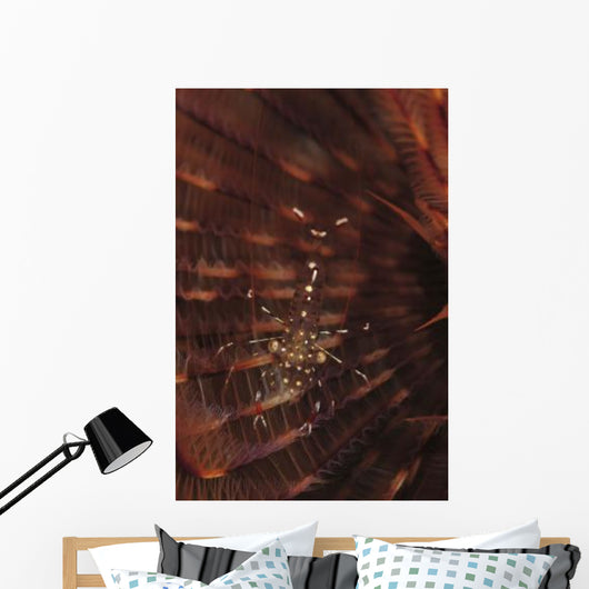 Transparent Shrimp Brown Feather Wall Decal