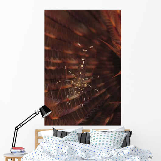 Transparent Shrimp Brown Feather Wall Decal