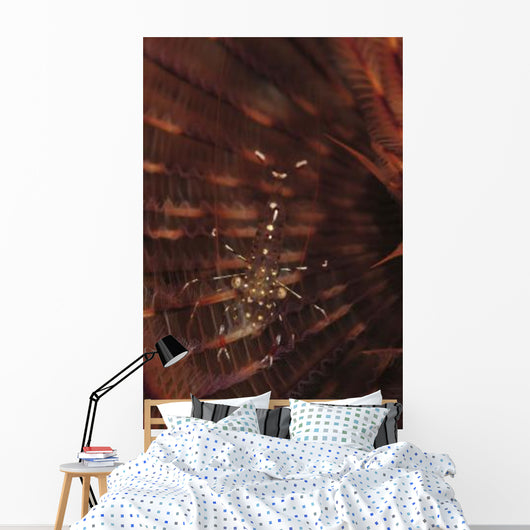 Transparent Shrimp Brown Feather Wall Decal