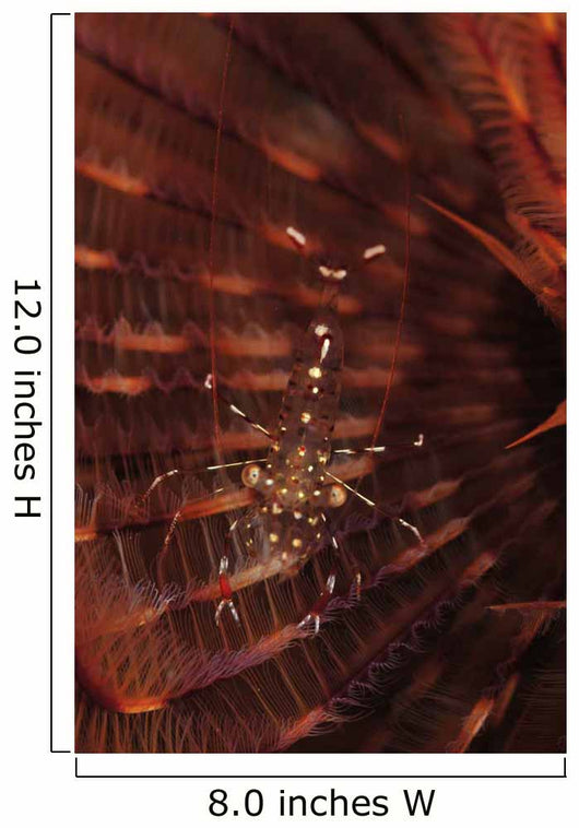 Transparent Shrimp Brown Feather Wall Decal