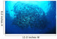 Divers Photographing School Trevally Wall Decal Design 1