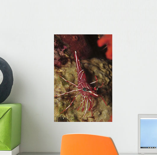 Red and White Hinge-beak Wall Decal