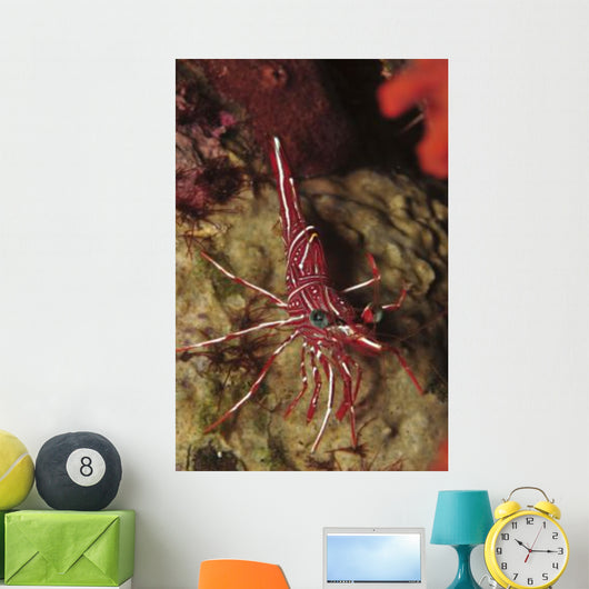 Red and White Hinge-beak Wall Decal
