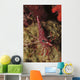 Red and White Hinge-beak Wall Decal
