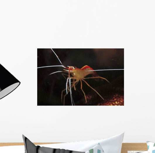 Orange White and Red Wall Decal
