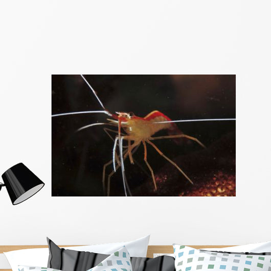 Orange White and Red Wall Decal