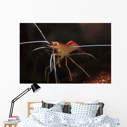 Orange White and Red Wall Decal