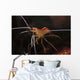 Orange White and Red Wall Decal