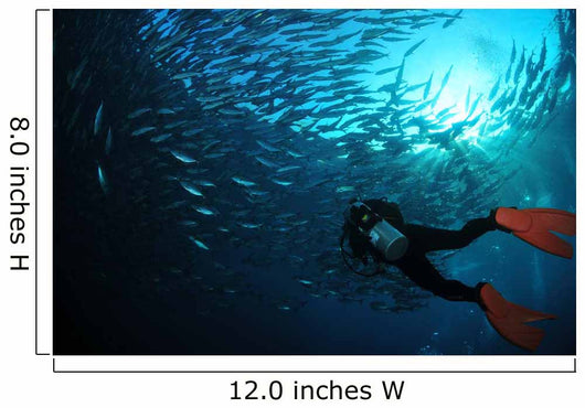 Diver Photographing School Trevally Wall Decal