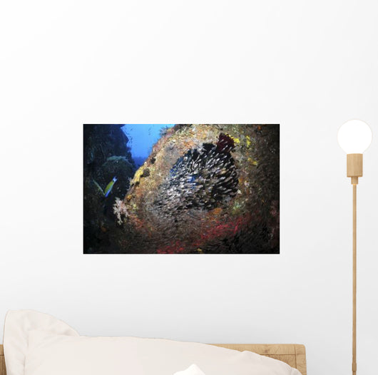 School Sweeper Glass Fish Wall Decal