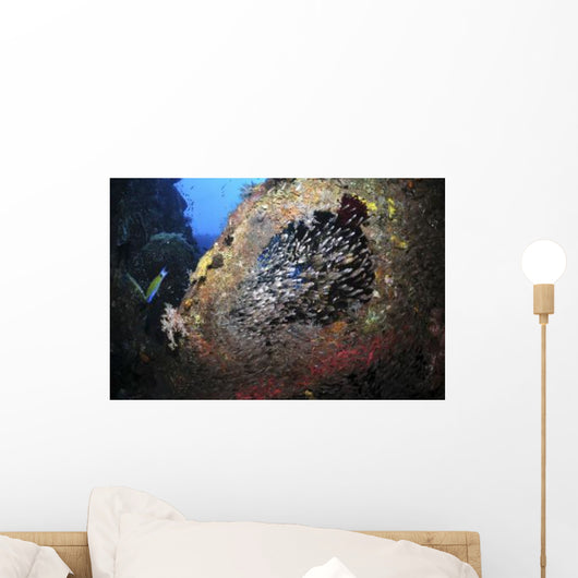 School Sweeper Glass Fish Wall Decal