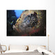 School Sweeper Glass Fish Wall Decal