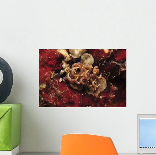 Phyllodesmium Poindimiei Nudibranch Red Wall Decal