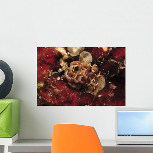 Phyllodesmium Poindimiei Nudibranch Red Wall Decal