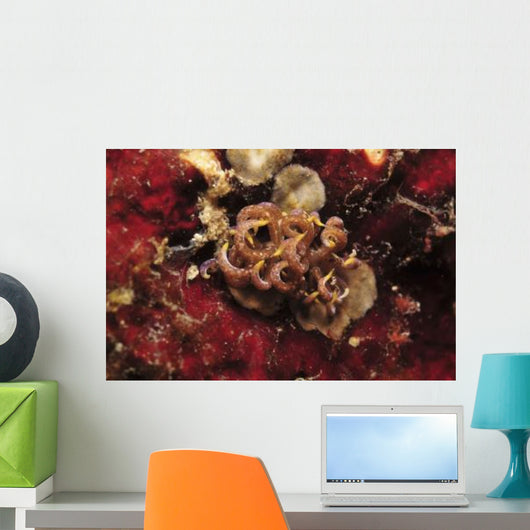 Phyllodesmium Poindimiei Nudibranch Red Wall Decal