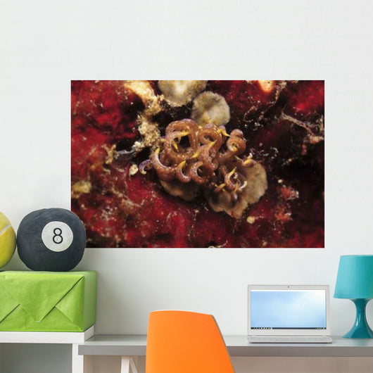 Phyllodesmium Poindimiei Nudibranch Red Wall Decal