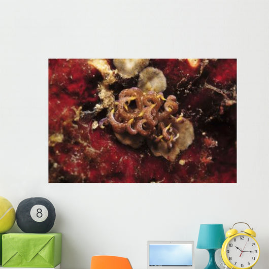 Phyllodesmium Poindimiei Nudibranch Red Wall Decal