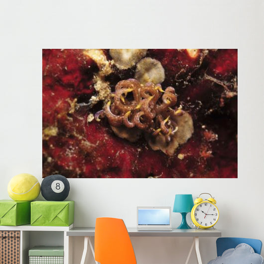 Phyllodesmium Poindimiei Nudibranch Red Wall Decal