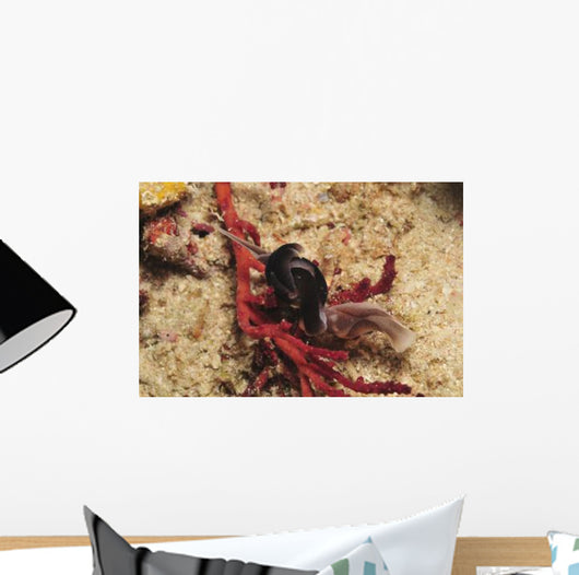 Headshield Slugs Coiled over Wall Decal