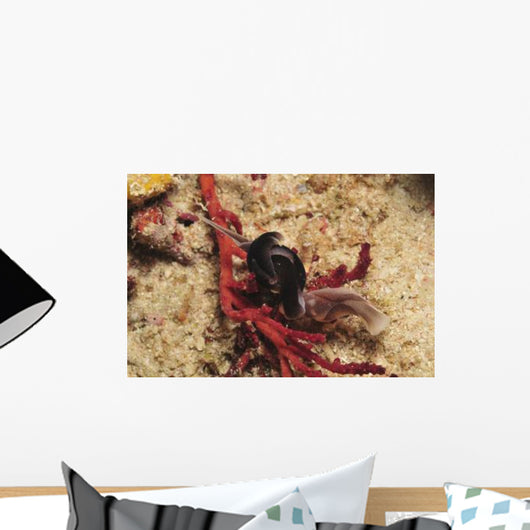 Headshield Slugs Coiled over Wall Decal