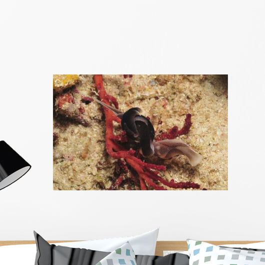 Headshield Slugs Coiled over Wall Decal