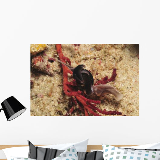 Headshield Slugs Coiled over Wall Decal