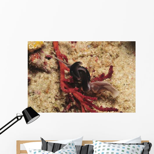 Headshield Slugs Coiled over Wall Decal
