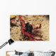 Headshield Slugs Coiled over Wall Decal