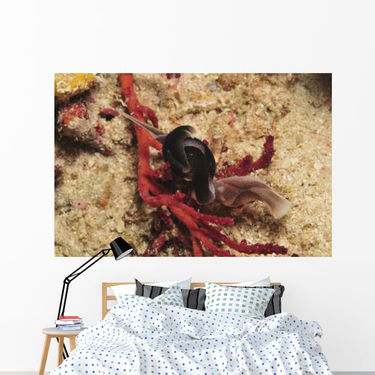 Headshield Slugs Coiled over Wall Decal