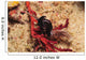 Headshield Slugs Coiled over Wall Decal