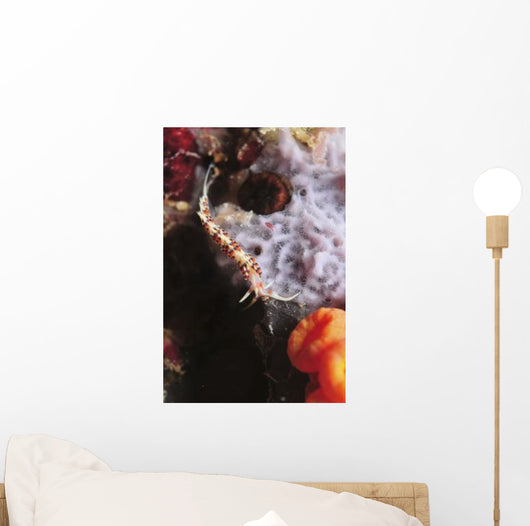 Phidiana Indica Nudibranch Purple Wall Decal