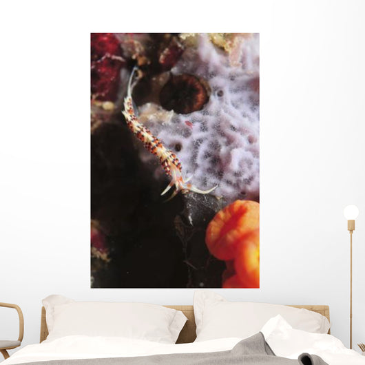 Phidiana Indica Nudibranch Purple Wall Decal